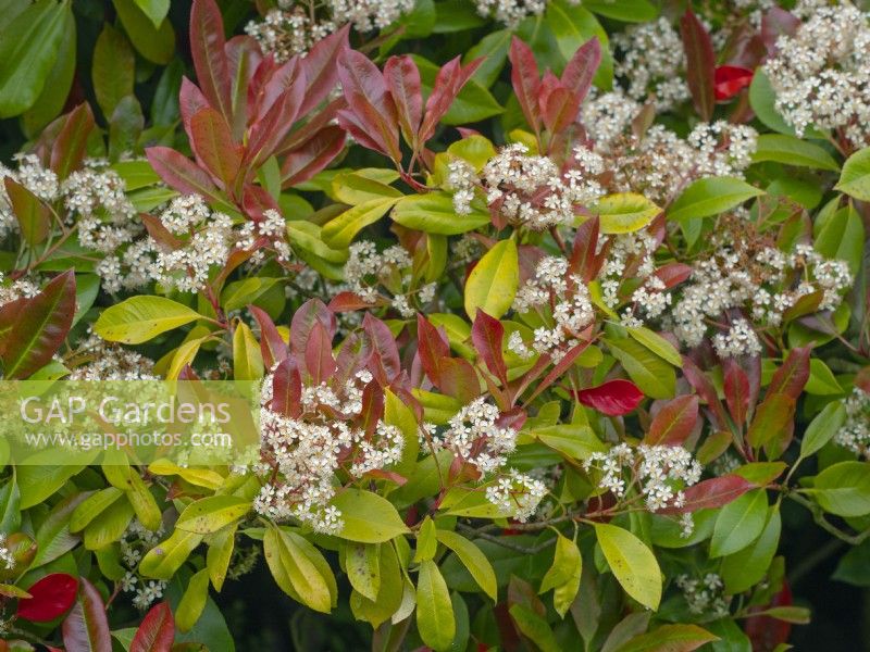 Photinia x fraseri 'Red Robin' flowers and foliage in spring