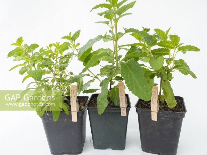 Use wooden pegs for labelling salvia plantlets
