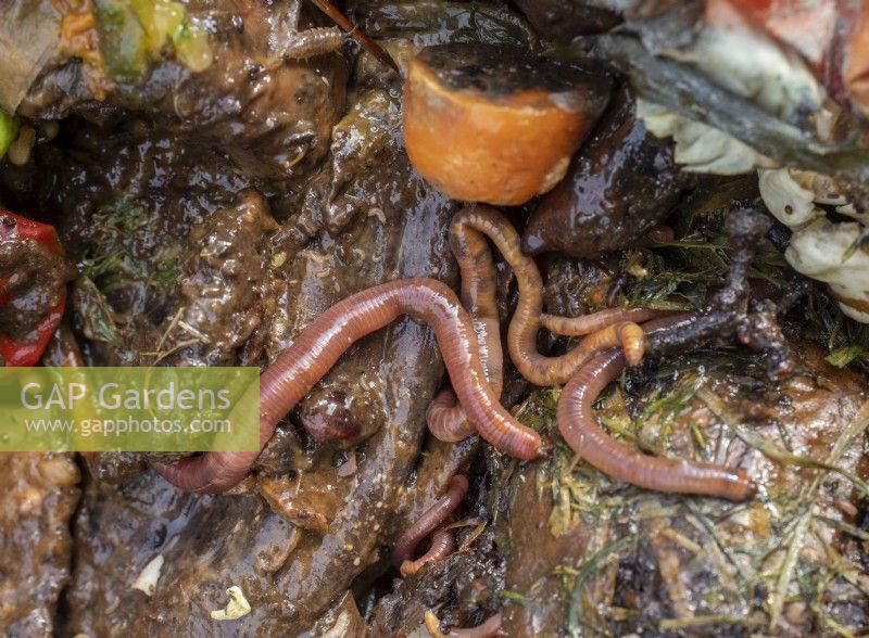 Red compost worms