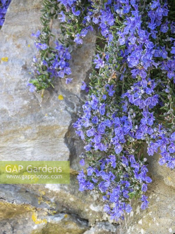 Rosmarinus officinalis Prostratus - Large Trailing Rosemary on stone wall flowering in April