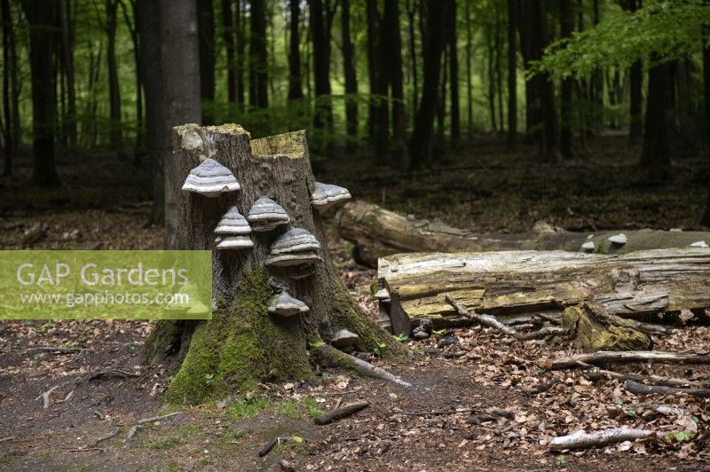 Fomes fomentarius - Tinder Fungus on tree stump in The Netherlands
