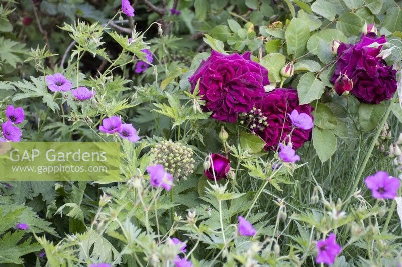 Geranium psilostemon 'Ann Folkard' with Rosa 'Munstead Wood' Hardy Geranium