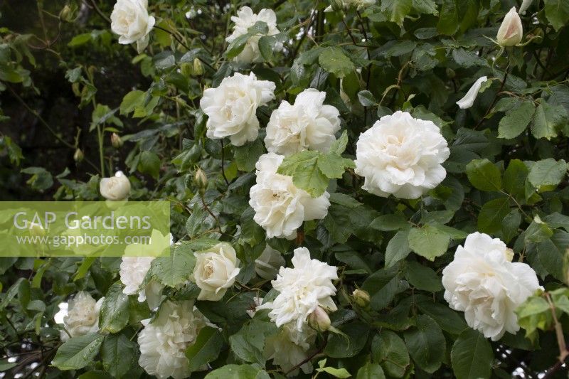 Rosa 'Sanders White' - rose - June