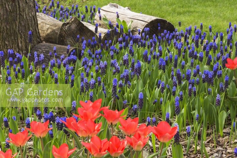 Bright blue Muscari armeniacum - Grape Hyacinth and red Tulipa - Tulips in spring, Montreal Botanical Garden, Quebec, Canada
