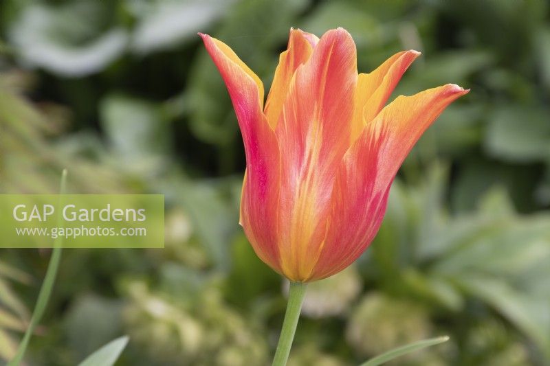 Tulipa 'Ballerina' - tulip - May