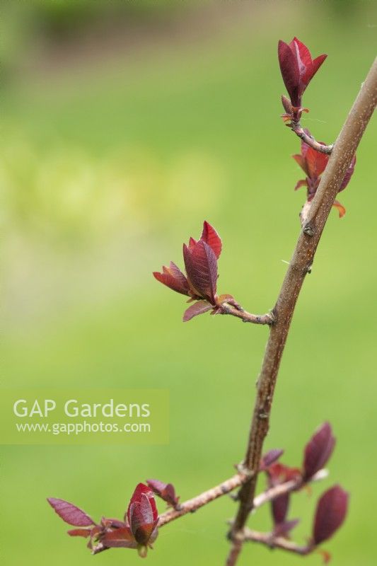 Cotinus 'Grace' - Smoke tree new foliage in spring