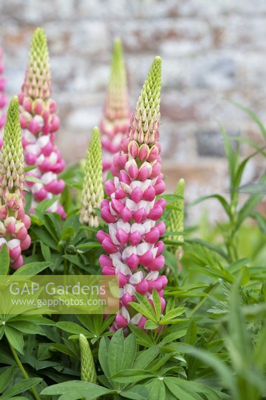Lupinus - Lupin 'The chatelaine'