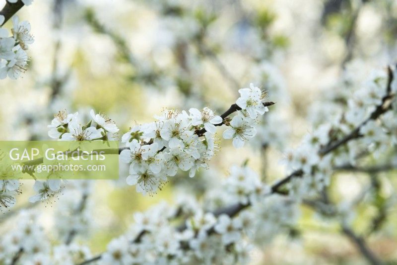 Prunus domestica 'Laxton's Jubilee' - Plum blossom