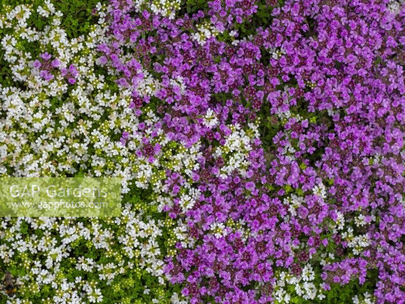 Thymus serpyllum Annie Hall June Norfolk UK
