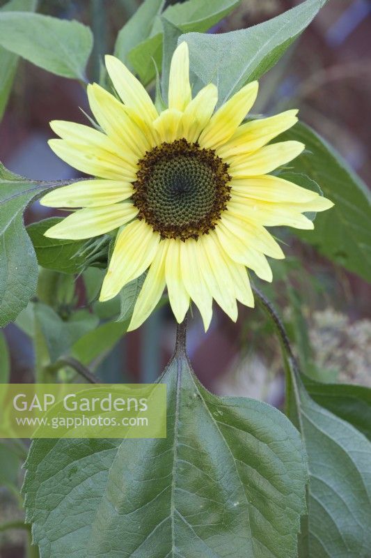 Helianthus 'Lemon Queen' Sunflower