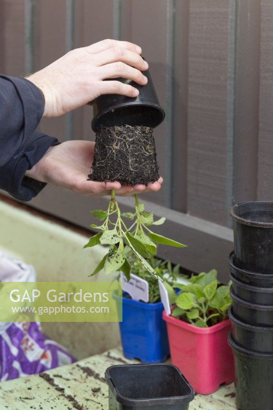 Repotting Salvia cuttings into individual pots