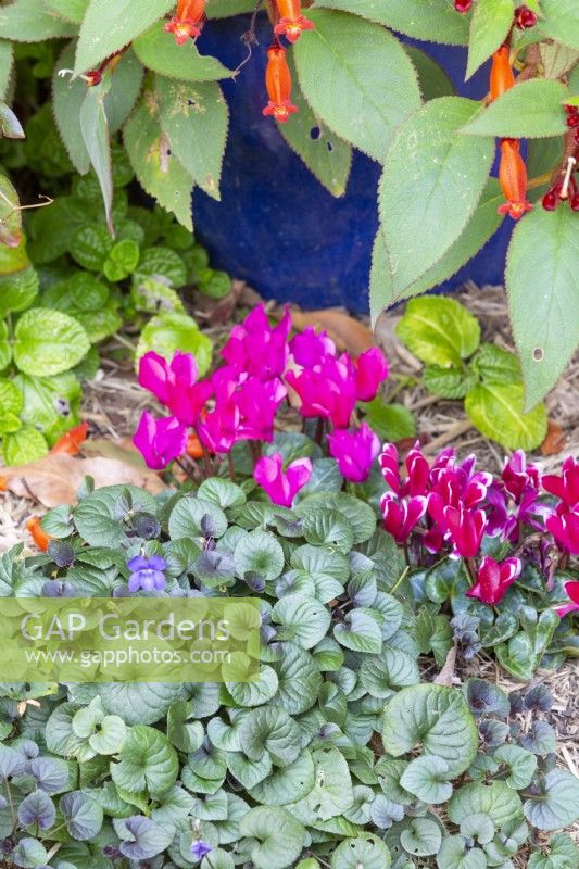 Violets and Cyclamens as ground covers