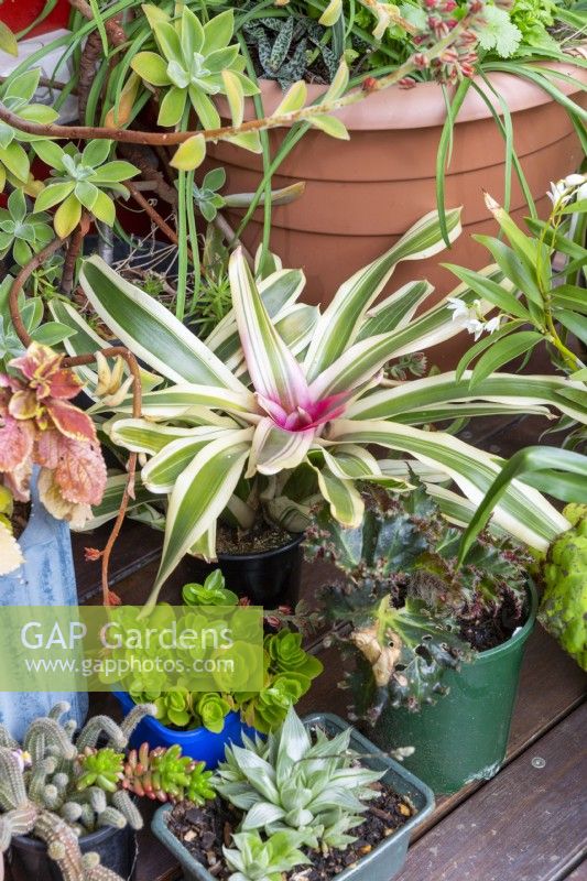 Neoregelia carolinae tricolor Blushing Bromeliad featured in a collection of potted plants on a timber deck
