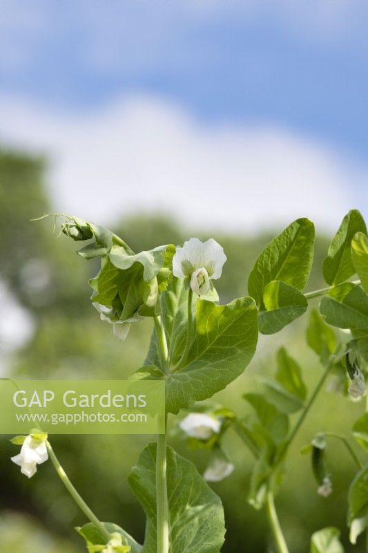 Pisum sativum Ne Plus Ultra - Heirloom Pea in flower