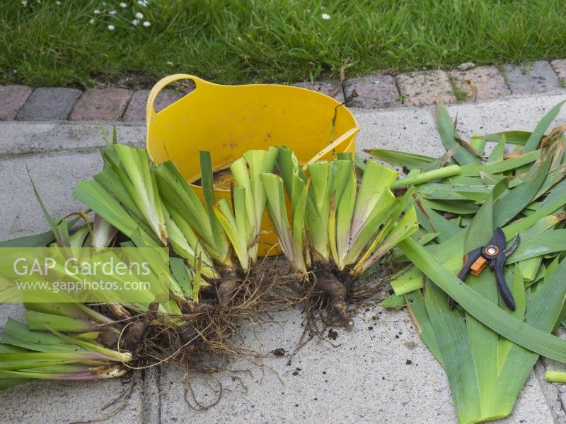Divided Iris rhizomes with leaves cut back with secateurs