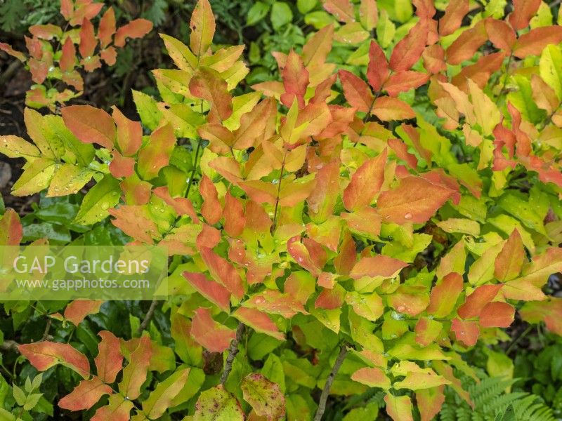 Mahonia aquifolium 'Moseri' foliage after rain Norfolk UK