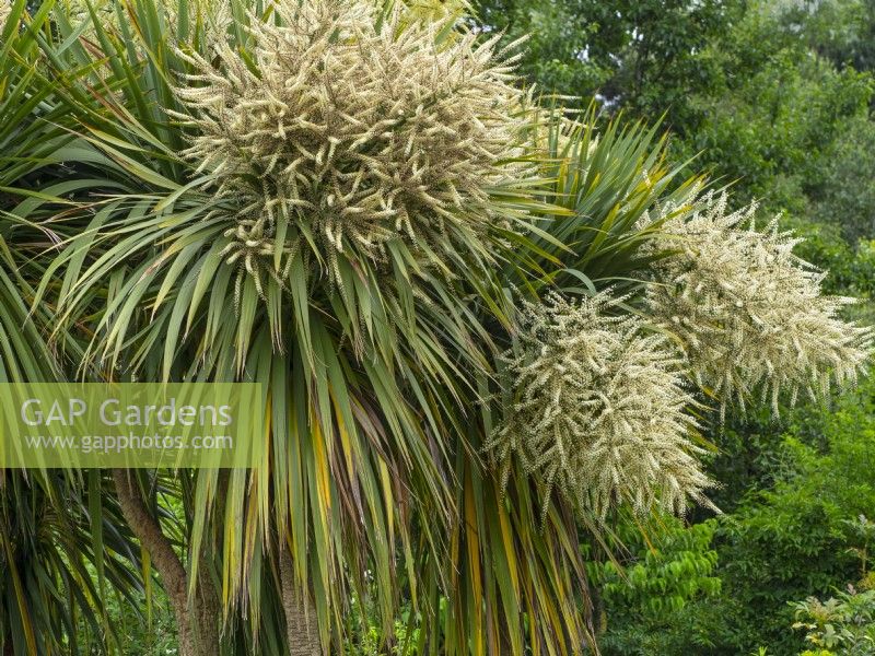 Cordyline australis cabbage palm spring in flower