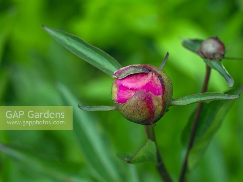 Paeonia lactiflora 'Bowl of Beauty' new bud early June Norfolk
