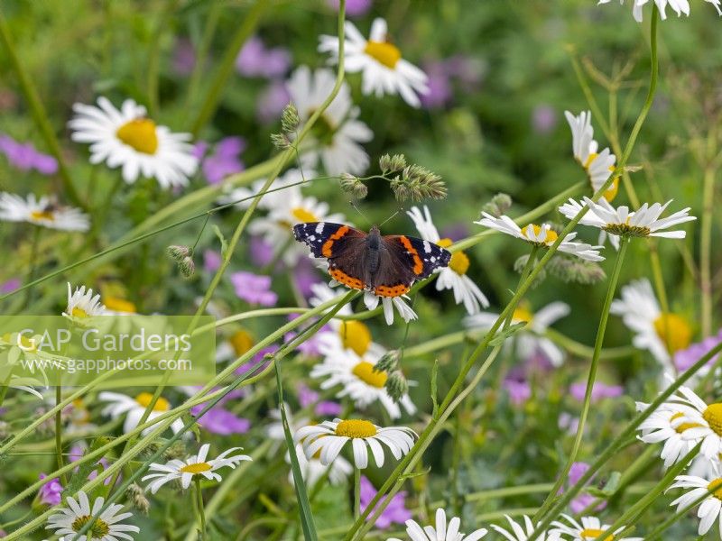 Red Admiral Butterfly on Leucanthemun vulgare Ox-eye Daises and Geranium maderense in flowery meadow