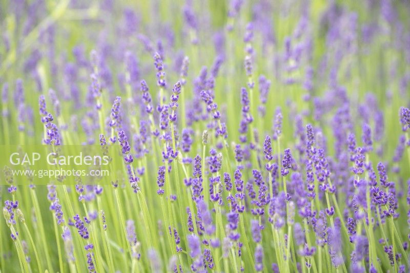 Lavendula angustifolia 'Hidcote' - Lavender