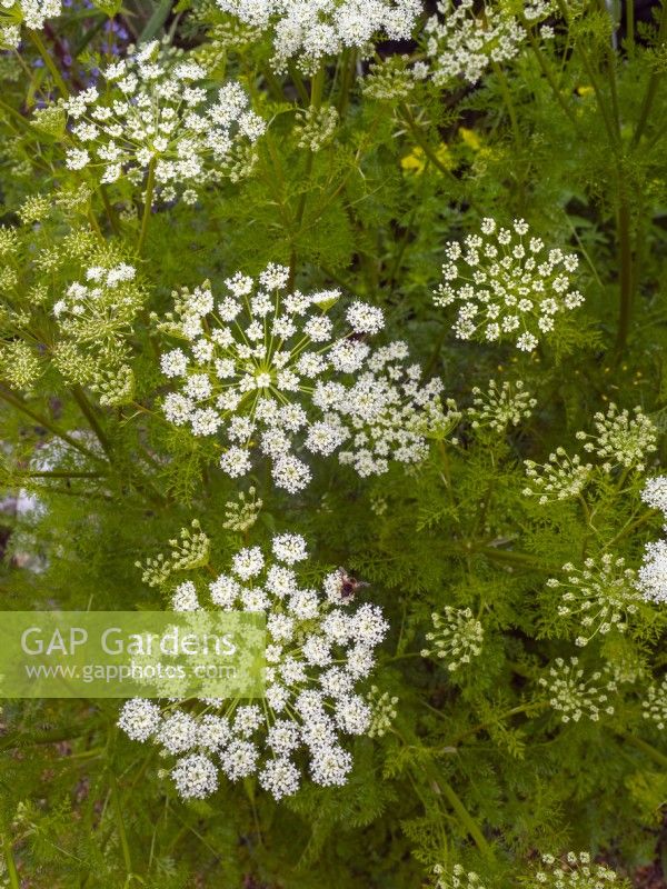 Ammi majus - Bullwort  in flower Norfolk June