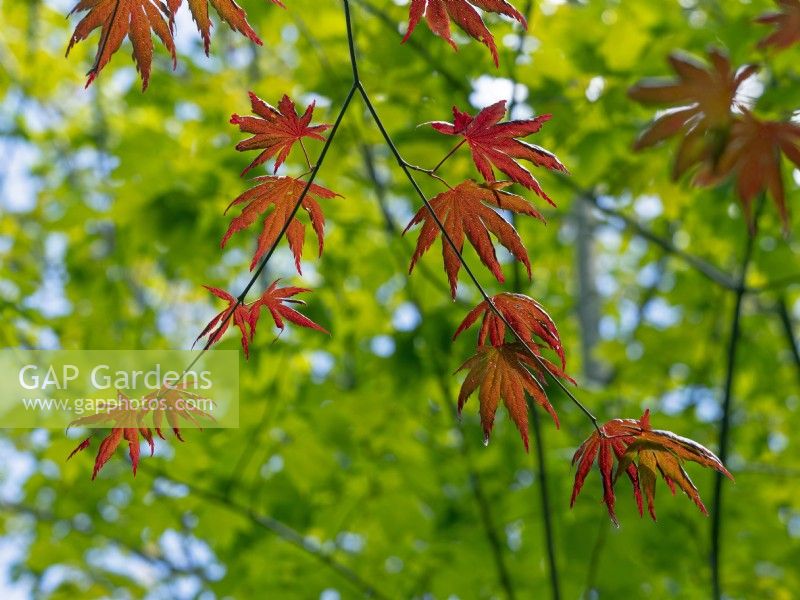 Acer palmatum new leaves in May 