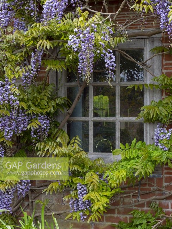 Wisteria sinensis - Chinese Wisteria, on the pavillion in the mediterranean garden East Ruston Old Vicarage Gardens, Norfolk, UK May