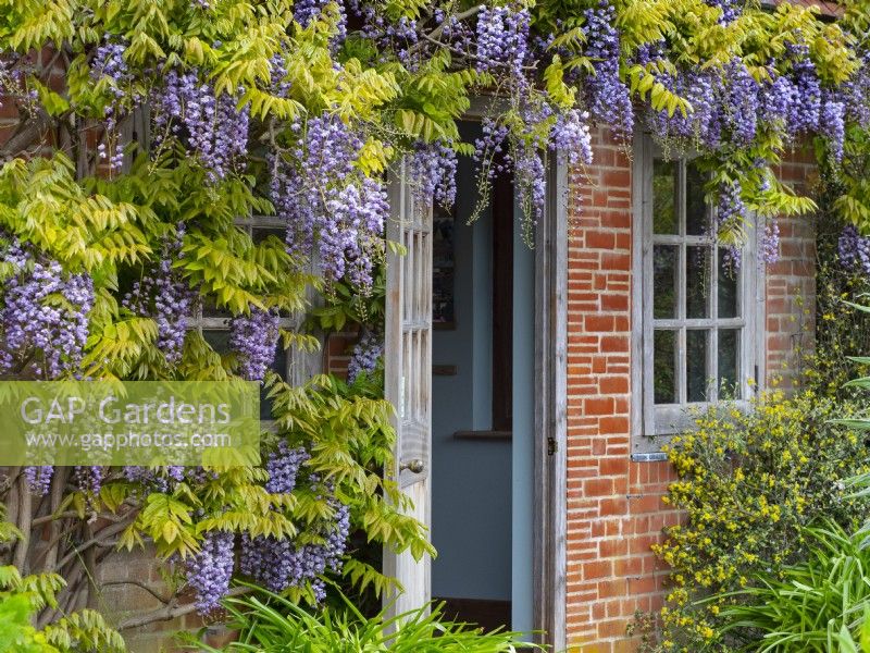 Wisteria sinensis - Chinese Wisteria, on the pavillion in the mediterranean garden East Ruston Old Vicarage Gardens, Norfolk, UK May