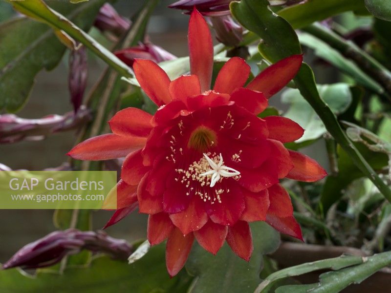 Epiphyllum cactus flower in green house May Norfolk