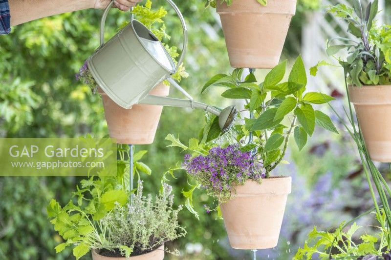 Watering plants in hanging pots