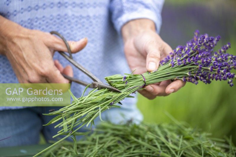 Cutting the bottom of the stems off the lavender