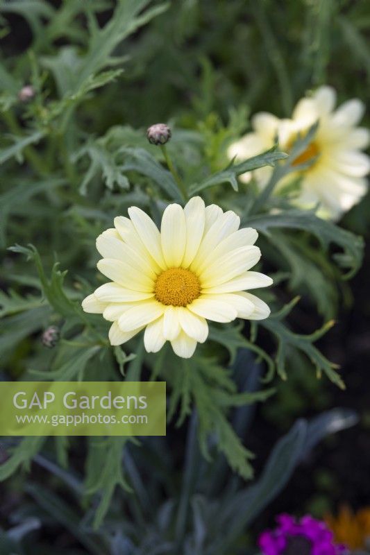 Argyranthemum frutescens 'Jamaica Primrose' - Marguerite