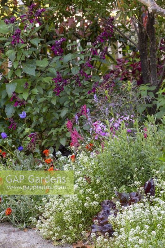 Lobularia maritima Sweet alyssum and Lavandula dentata French Lavender in cottage style garden