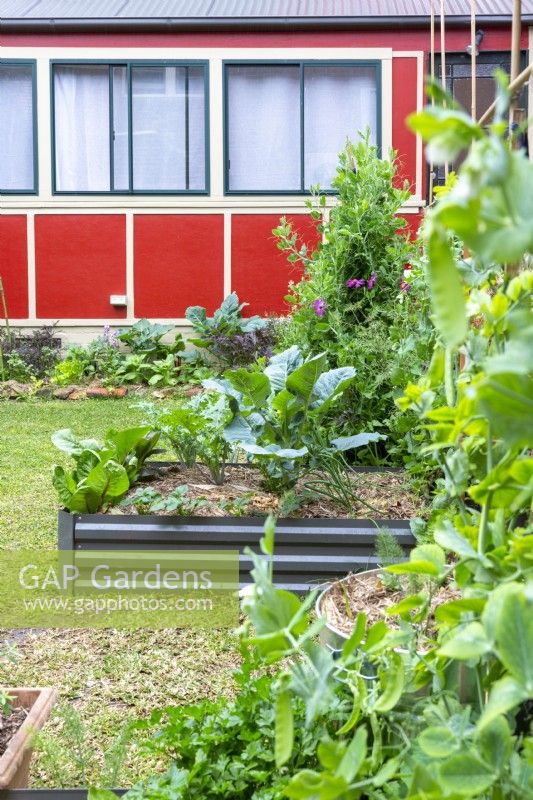Raised vegetable garden in a terrace house backyard