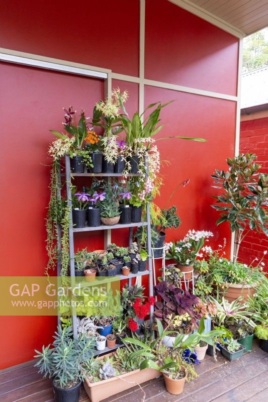 Container display, including orchids and succulents, on a metal pot stand against a house wall