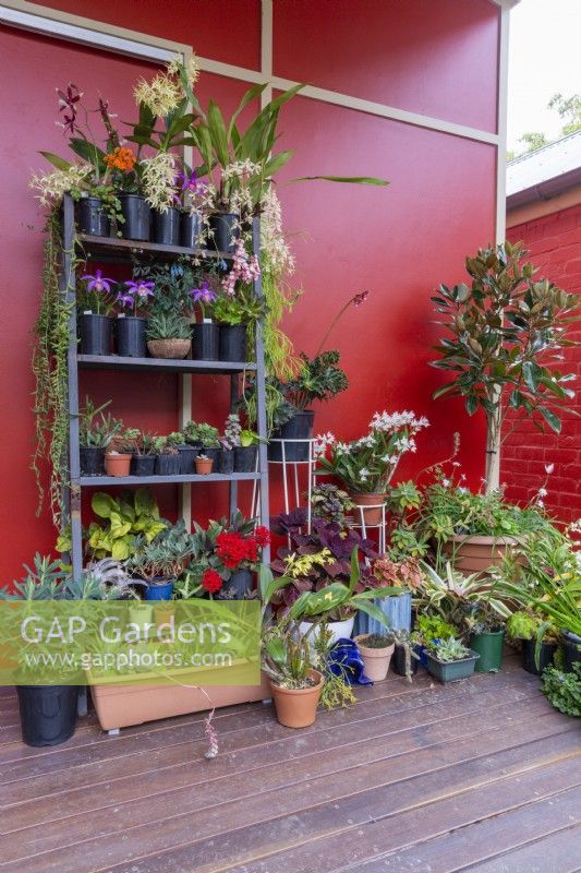 Collection of plants on a pot display stand and on decking, in front of wall