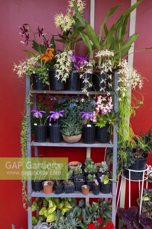 Collection of flowering potted orchids and succulents on a metal pot stand