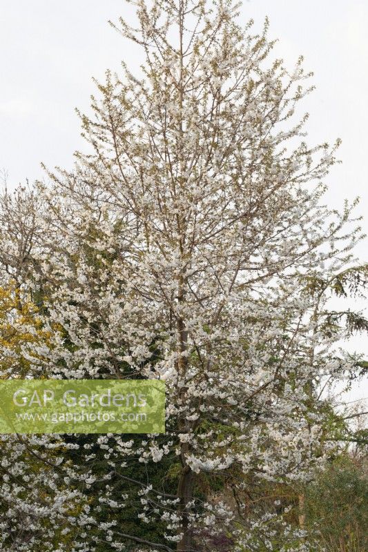 Prunus avium - April