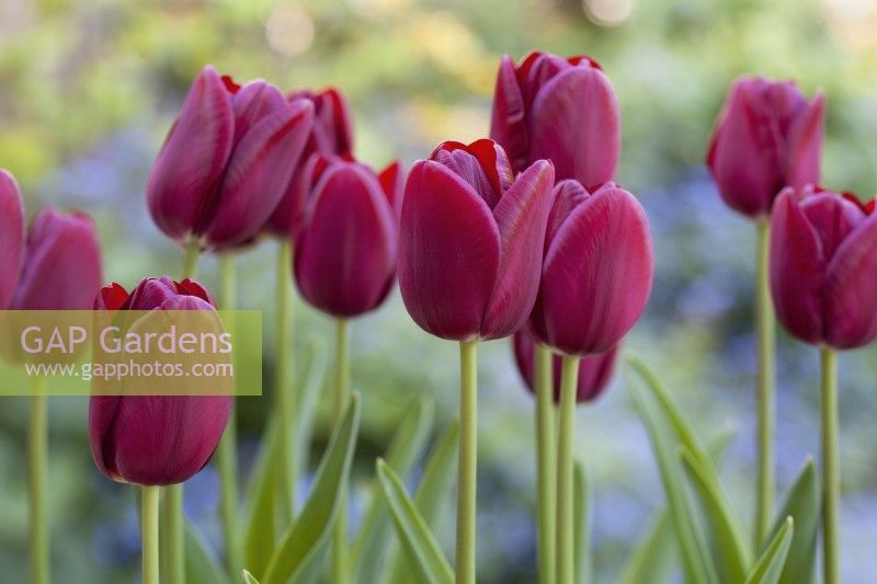 Tulipa 'National Velvet' - April