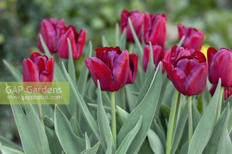 Tulipa 'Mascara' - April