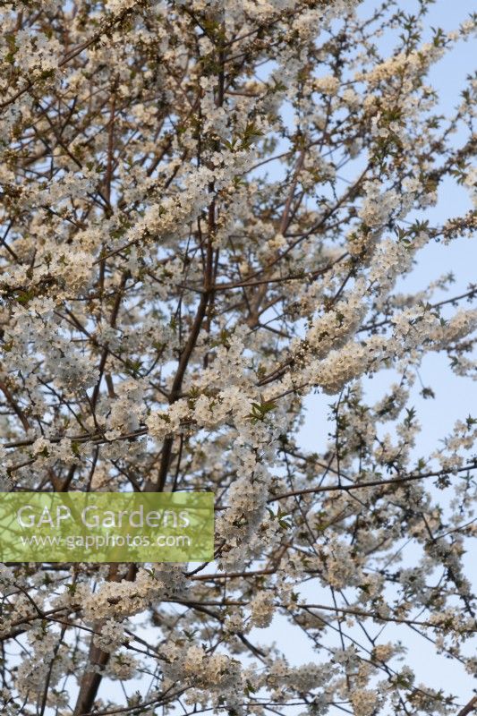 Prunus avium - April