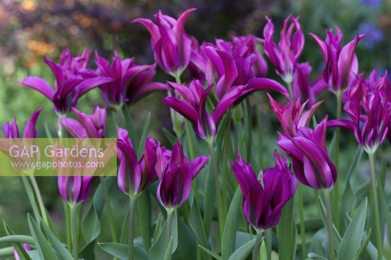 Tulipa 'Purple Doll' - April