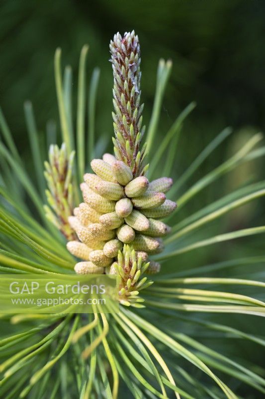 Male flowers forming on Pinus contorta Frisian Gold, Lodgepole Pine. Conifer, May.