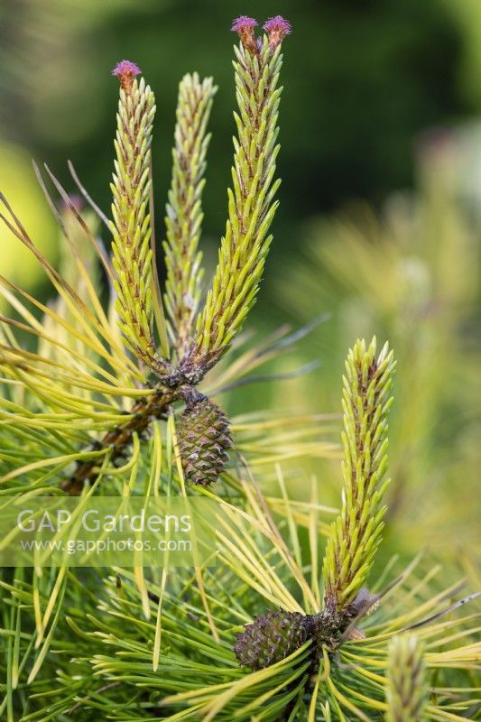Young cones forming on Pinus contorta Frisian Gold, Lodgepole Pine. Conifer, May.