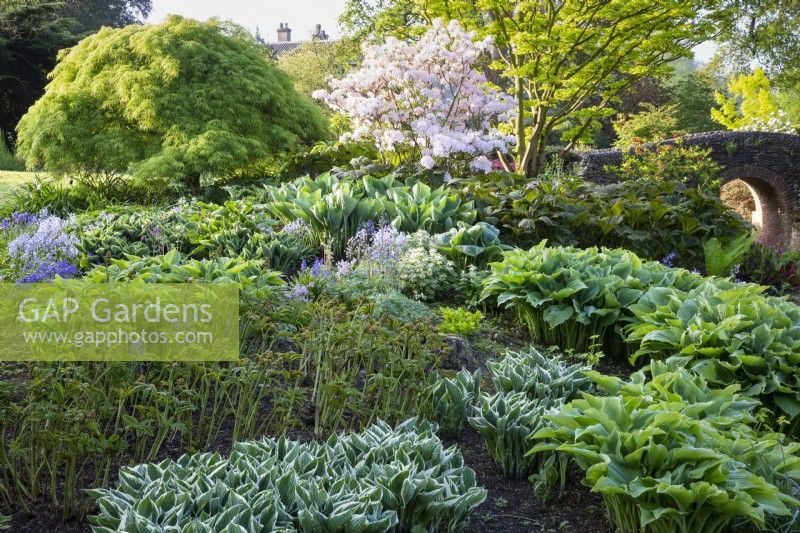 View of spring growth on Hostas and Rogersia at The Dell Garden, The Bressingham Gardens, Norfolk. May 