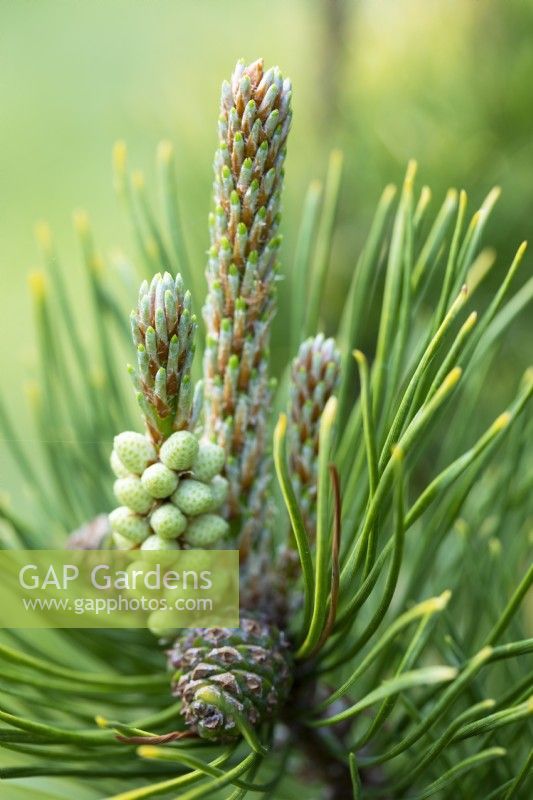 Spring growth and young male flowers on Pinus mugo Dezember Gold. Conifer, May.