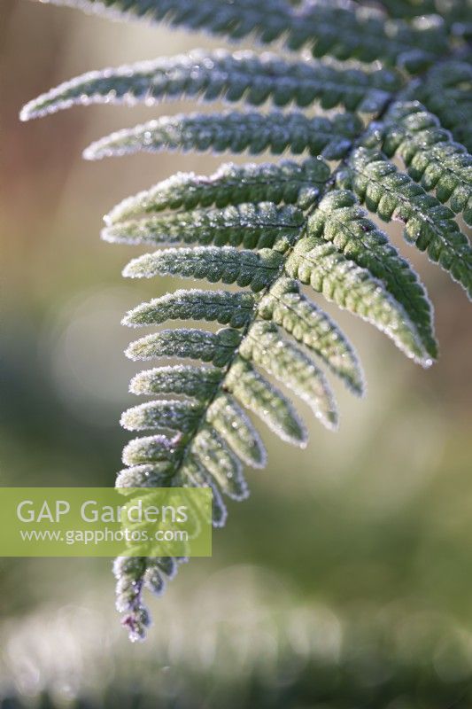 Dryopteris wallichiana, alpine wood fern. December.