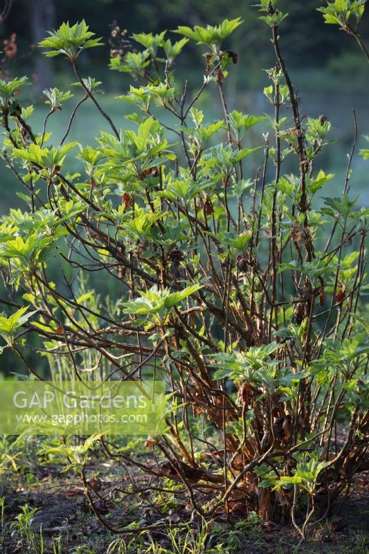 New foliage on Hydrangea quercifolia 'Alice', Oak leafed Hydranged. Shrub, May.