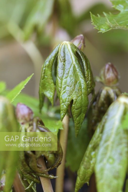 Emerging leaves of Podophyllum hexandrum - Himalayan Mayapple, Indian Mayapple - May