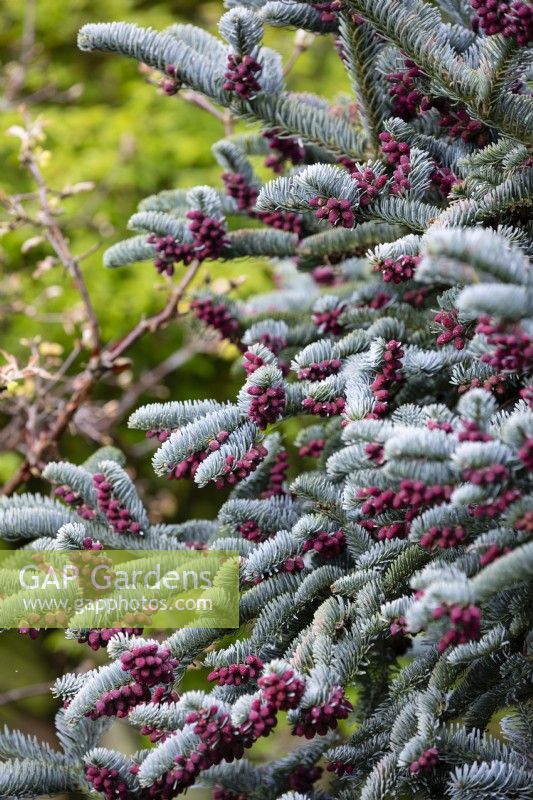Abies procera, Noble Fir. Male flowers in late spring. May.